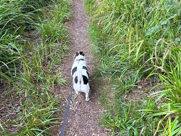 Walks in the forest