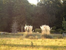 Field