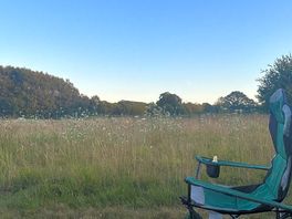 Wildflowers in front of pitch
