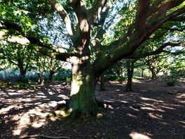 Nearby forest