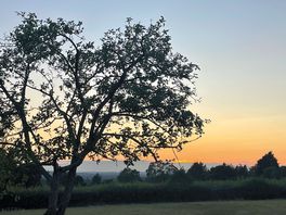 Sunset through the trees
