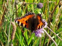 Lots of butterflies to see.