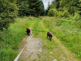 A nice easy walk sttaight from cabin