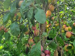 Plums