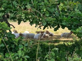 Sheep seen whilst out walking nearby.