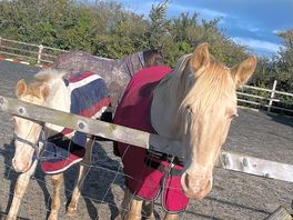 Lovely horses.
