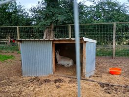 Goat shed