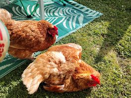 Sunbathing