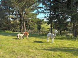 Some well-shaved alpacas!