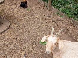 Goats and chicken