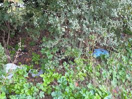 Rubbish in hedges
