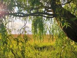 Weeping willow view