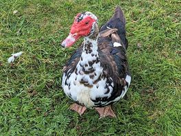 One of the many ducks!