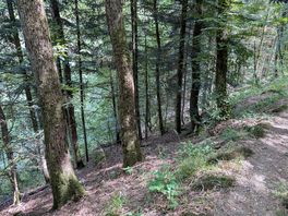 The woods