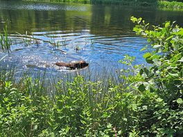 Our dog loving the water