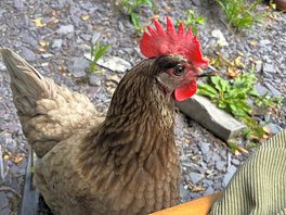 The friendliest chicken