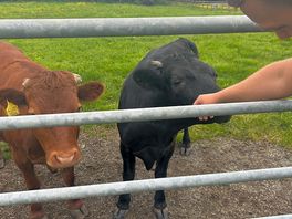 Cows