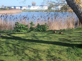 Duck pond onsite