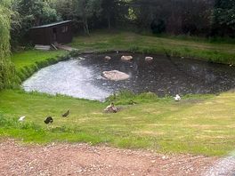 We enjoyed the ducks very good fun to watch
