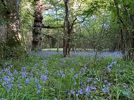 Beautiful bluebells on a scenic walk to the pub