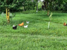 Chickens free roaming and so friendly.
