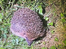 Hedgehog hunt