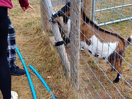 Daughter feeding the animals