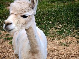 Alpacas 2
