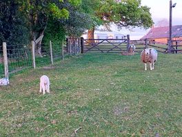 Friendly residents.