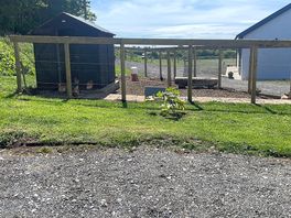 The chickens!