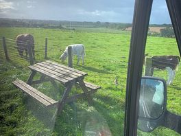 Morning visitors, happily munching , have a very calming effect