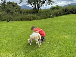 Dipper the sheep