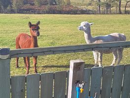 Our friendly neighbours