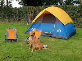 Dog friendly!