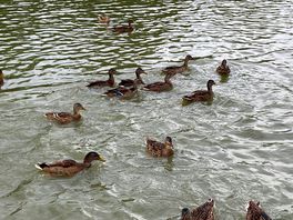 Ducks