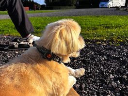 My dog. follow bailey bennington travels on facebook !