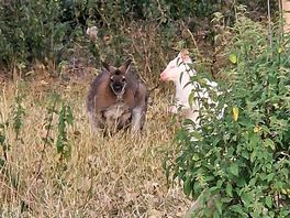 Wallabies