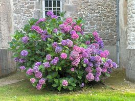 Hydrangeas!