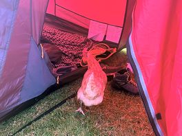 Friend in the tent