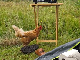 Morning call from the chooks