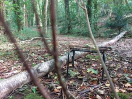 Random chair in the woods