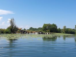 Swimming cows.