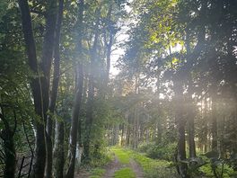 Woodland dog walk