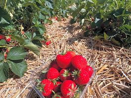 Local pyo strawberries at the right time of year !