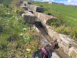 The dogs loved to explore on lead at this site