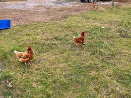Our breakfast providers-delicious eggs!!