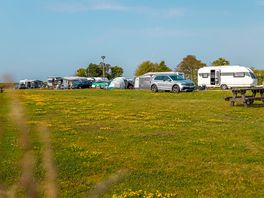 Grass pitches backed by trees