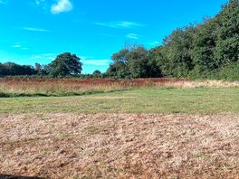 Woodland and swimming pond