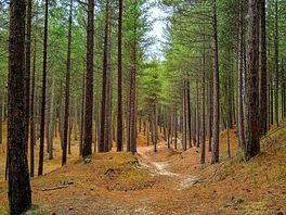 The amazing pinewood