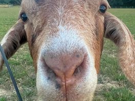 Goat